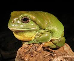 Black And Yellow Frog Australia Old Boy Greentree Frog Kimberley S Western Australia Tree Frogs Happy Animals Animals