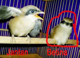 Cara Mudah Merawat Anakan Burung Cendet Yang Masih Lolohan