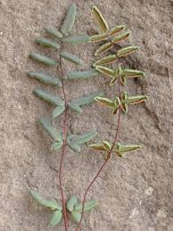 Image result for Pellaea