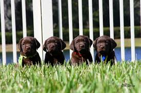 With their friendly attitude, love for people, and. Trupride Labradors Florida Breeder Of Quality Chocolate Labrador Retrievers