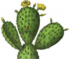 New latin, genus name, from latin, cardoon, from. 120 Cactus Ideas Cactus Desert Life Desert Landscaping