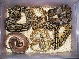 Below Is A List Of Different Types Of Ball Pythons And A Few Ball Python Morphs That Are Available In Today S Pet Mar Ball Python Morphs Ball Python Pet Market