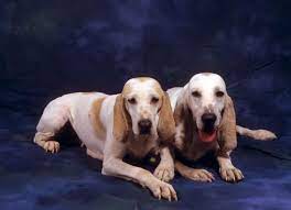 Chien d'utilisation de moyenne taille (chien courant du groupe 6), le porcelaine est de bonne l'expression du porcelaine se distingue uniquement dans la tête, plus précisément dans le regard. Tout Savoir Sur Le Porcelaine
