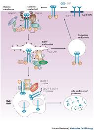 It is widely assumed that coated vesicles mediate the selective transfer of molecules and membrane components between specific membranous organelles within cells. Clathrin And Non Clathrin Mediated Endocytic Regulation Of Cell Signalling Nature Reviews Molecular Cell Biology