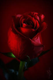 Pin On Flowers