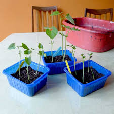 If you want to start beans indoors, sow seed in peat pots 3 to 2 weeks before transplanting seedlings to the garden. Beans In Pots Diary Of A Brussels Kitchen Garden