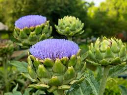 All images are under copyright. A Guide On How To Grow Artichokes Lovethegarden
