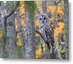 Barred Owl in Autumn Woods Metal Print