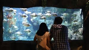 Aquarium ini terbagi menjadi 7 area aquarium berbeda yang menyimbolkan 7 bagian dari lautan. Berkenalan Dengan Dunia Laut Di Dalam Mal Jakarta