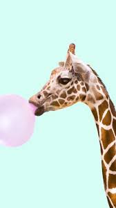Fondo De Pantalla De Animales Iphone Animales De Fondo Iphone Pant Fondos Hipsters Para Iphone Fondo De Pantalla Iphone Verano Iphone Fondos De Pantalla