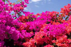 Climbing perennial flowers & plants. How To Grow Bougainvilleas Plants In Australia Climbing Plants Plants