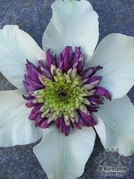 We did not find results for: Clematis Florida Bicolor From Burncoose Nurseries