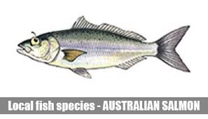 fish species information guide melbourne victoria