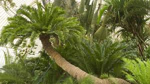 Image result for Encephalartos schmitzii