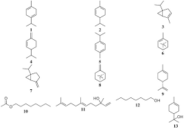 Image result for Canarium schweinfurthii