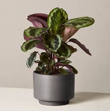 Https Www Goodhousekeeping Com Home Gardening Advice G1285 Hard To Kill Plants Source Nl Plants Indoor Plants House Plants