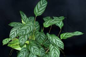 Folia house is melbourne's leading indoor plant shop, offering a wide range of plants and pots. Ctenanthe Setosa