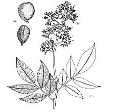 Image result for Dialium guineense