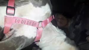 Ce cochon a la chance de baiser avec une trans très chaude. Https Zootube1 Com Videos Vintage Animal Porn2 Html 2021 07 19 Daily 0 8 Https Zootube1 Com Pics Vpic 7000 7845 Preview Jpg Vintage Animal Porn Https Zootube1 Com Get File 1 583c54bfab6c34da6331ab94623a7cc1b7e66dcaef 7000 7845 7845 Mp4
