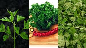 Daun ketumbar memiliki warna yang cerah dengan rasa renyah, dan bisa membuat hidangan menjadi menarik. Punya Bentuk Mirip Ini Cara Bedakan Seledri Pertseli Dan Daun Ketumbar Hot Liputan6 Com