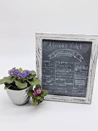 These color combination could create a beautiful color schemes. The Flowering African Violet Nick S Garden Center