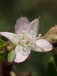 Image result for Trianthema mozambiquense