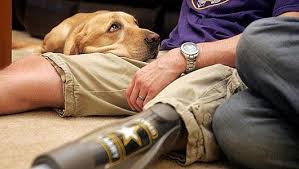 Flowers mill veterinary hospital come up with extraordinary pet care services for cats and dogs in levittown … emergency vet manassas va list helps the pet owners to get emergency treatment on the eleventh hour. Veterans Service Dogs To Get Free Veterinary Care Kpbs