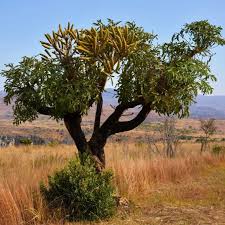 Image result for Cussonia natalensis