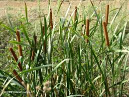 Image result for Typha