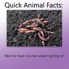Check spelling or type a new query. Quick Animal Facts Worms Have No Clue What S Going On Troll Science Troll Physics Know Your Meme
