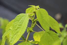 Image result for Boehmeria