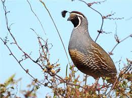 Codorniz Callipela Californica Pet Birds Birds Bird