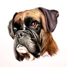 Boxer Dog Prismacolor Colored Pencil Drawing Illustration By Mina Fordyce Boxer Dogs Boxer Dogs Funny Boxer Dogs Art