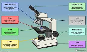 Animal cell with label parts. Label A Cell Activity Plant And Animal Cells