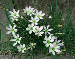 「タマスダレ 花言葉」の画像検索結果