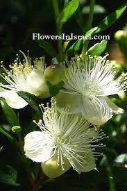 Plants Of The Bible Common Myrtle