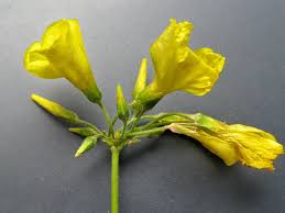 Image result for Oxalis pes-caprae