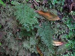 Image result for Vandenboschia