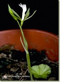 Image result for Nervilia crociformis