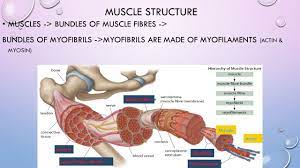 Muscular System Chapter 10 The Muscular System And Homeostasis In This Chapter You Will Learn There Are Three Types Of Muscle Tissue Skeletal Muscle Ppt Download