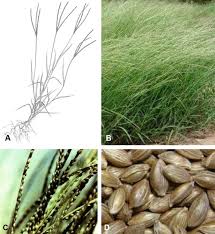 Image result for Digitaria ternata