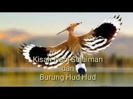 Pagespublic figurevideo creatornur islamivideoskisah nabi sulaiman dan burung hud hud. Kisah Nabi Sulaiman Dan Burung Hud Hud Youtube