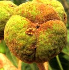 Image result for Trichilia capitata