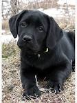 Labrador Retriever - Wikipedia