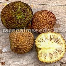 Image result for Sarcocephalus