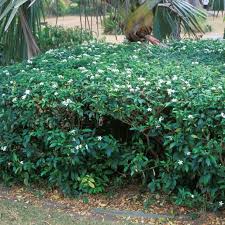 Image result for Tabernaemontana