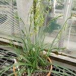 Image result for Dipcadi viride