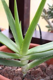 Image result for Aloe ballii