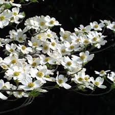 Favorite flowering tree picks for bright color and reliable performance by denise kelly. Cornus Florida White Flowering Dogwood Trees For Sale