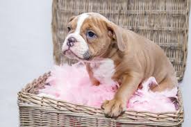 Tan And White American Staffordshire Terrier Puppy Free Image Peakpx